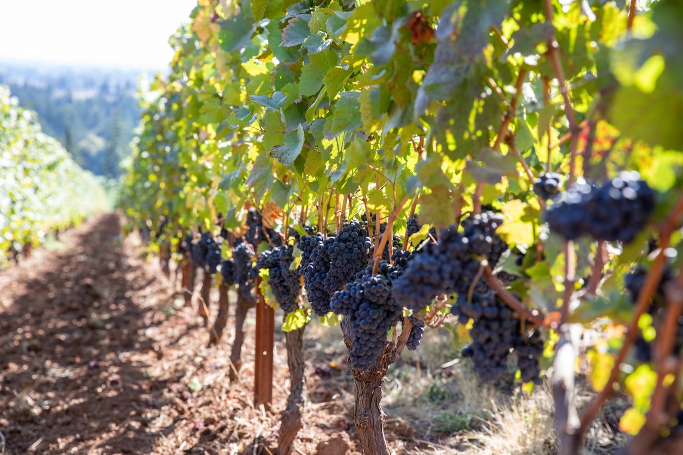 Grappes mûres dans les rangs, quelques jours avant la vendange