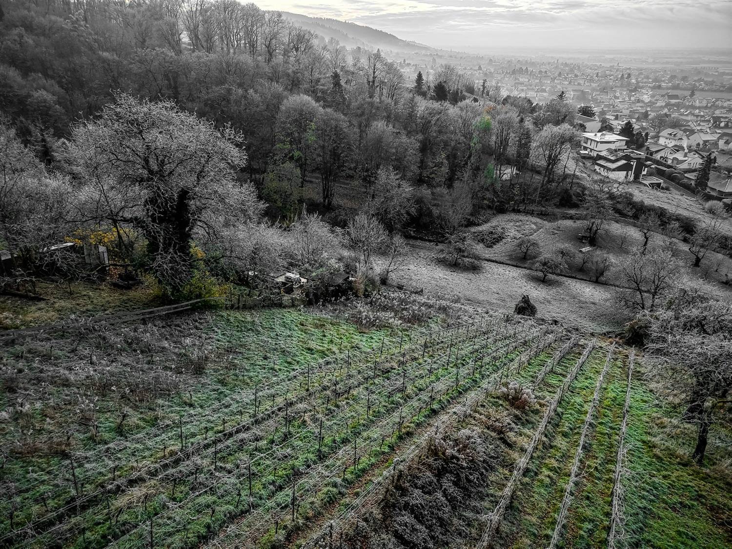 Le coteau des Fontenottes en hiver, les rangs taillés sous un ciel bas